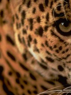 Animal Wallpapers 0122